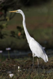 _MG_0863 Eastern Great Egret.jpg