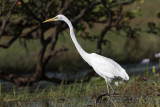 _MG_0900 Eastern Great Egret.jpg