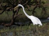 _MG_0905 Eastern Great Egret.jpg