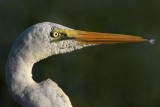 Eastern Great Egret - Ardea modesta - NT