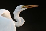 _MG_2963 Eastern Great Egret.jpg
