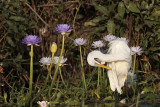 _MG_4262 Eastern Great Egret.jpg