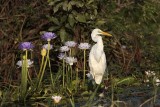 _MG_4292 Eastern Great Egret.jpg