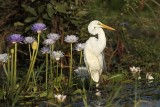 _MG_4301 Eastern Great Egret.jpg