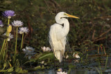 _MG_4314 Eastern Great Egret.jpg