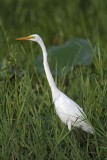 _MG_4667 Eastern Great Egret.jpg