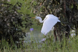 _MG_4825 Eastern Great Egret.jpg