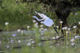 _MG_4826 Eastern Great Egret.jpg