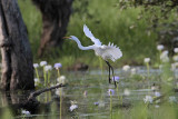_MG_4827 Eastern Great Egret.jpg