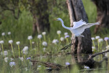 _MG_4829 Eastern Great Egret.jpg