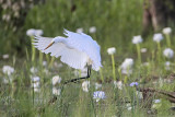 _MG_4831 Eastern Great Egret.jpg
