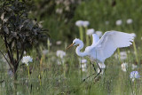 _MG_4835 Eastern Great Egret.jpg