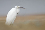 _MG_0160 Eastern Reef Egret.jpg