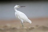 _MG_0375 Eastern Reef Egret.jpg