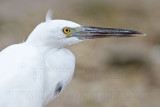 Eastern Reef Egret white morph - white phase with one visible dark neck feather - Top End, Northern Territory, Australia