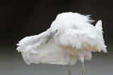 _MG_0607 Eastern Reef Egret.jpg
