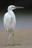 _MG_0671 Eastern Reef Egret.jpg