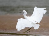 _MG_0704 Eastern Reef Egret.jpg