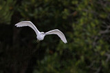 _MG_1129 Eastern Reef Egret.jpg