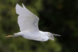 _MG_1141 Eastern Reef Egret.jpg