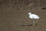 _MG_1670 Eastern Reef Egret.jpg