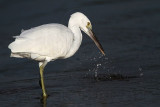 _MG_3000 Eastern Reef Egret.jpg