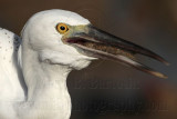_MG_3132 Eastern Reef Egret.jpg
