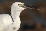 _MG_3139 Eastern Reef Egret.jpg