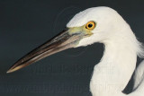 _MG_3192crop Eastern Reef Egret.jpg