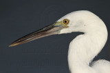 _MG_3224 Eastern Reef Egret.jpg