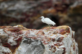 _MG_6306 Eastern Reef Egret.jpg