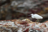 _MG_6312 Eastern Reef Egret.jpg