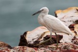 _MG_6326 Eastern Reef Egret.jpg