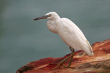 _MG_6334 Eastern Reef Egret.jpg