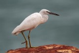 _MG_6362 Eastern Reef Egret.jpg