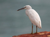_MG_6378 Eastern Reef Egret.jpg