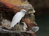 Eastern Reef Egret - Egretta sacra - NT