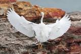 _MG_6404crop Eastern Reef Egret.jpg