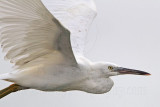 _MG_6470 Eastern Reef Egret.jpg