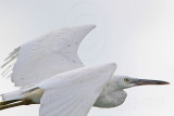 _MG_6478 Eastern Reef Egret.jpg
