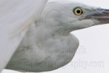 _MG_6478crop2 Eastern Reef Egret.jpg