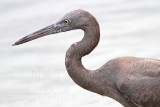 _MG_9450 Eastern Reef Egret.jpg
