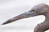 _MG_9450crop Eastern Reef Egret.jpg