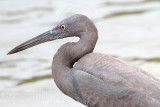 _MG_9482 Eastern Reef Egret.jpg
