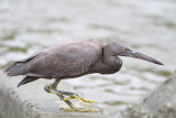 _MG_9529 Eastern Reef Egret.jpg
