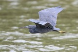 _MG_9556 Eastern Reef Egret.jpg