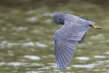 _MG_9560 Eastern Reef Egret.jpg