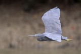 _MG_9565 Eastern Reef Egret.jpg