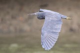 _MG_9566 Eastern Reef Egret.jpg