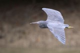 _MG_9567 Eastern Reef Egret.jpg